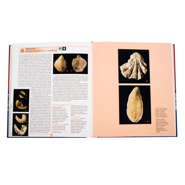 Atlas ilustrado de Los Fósiles - Imagen 3