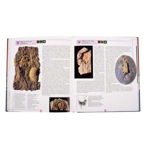 Atlas ilustrado de Los Fósiles