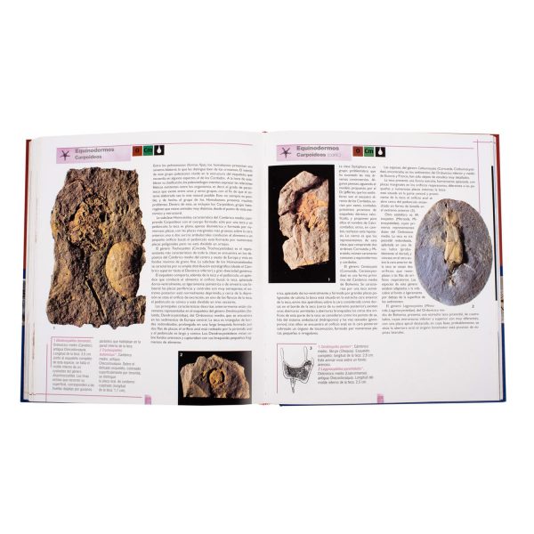 Atlas ilustrado de Los Fósiles - Imagen 4
