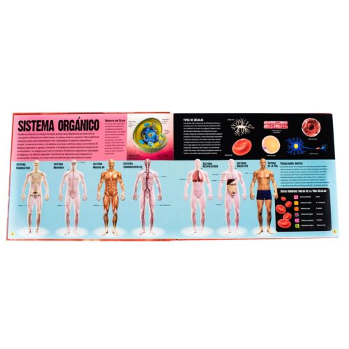 Desliza Y Descubra El Cuerpo Humano