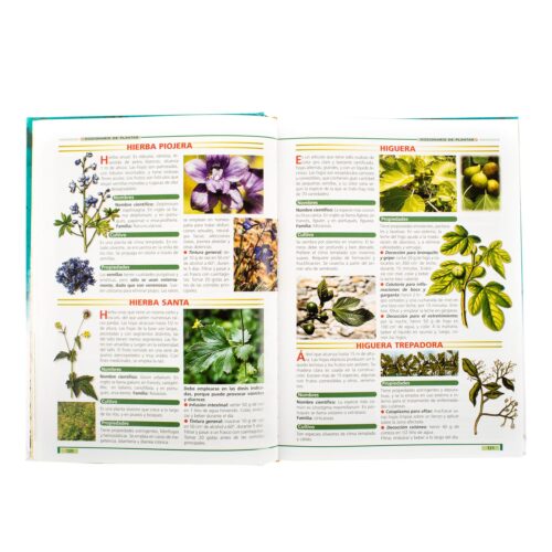 Las Plantas Curativas