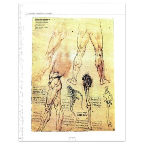 Leonardo Un Genio Universal