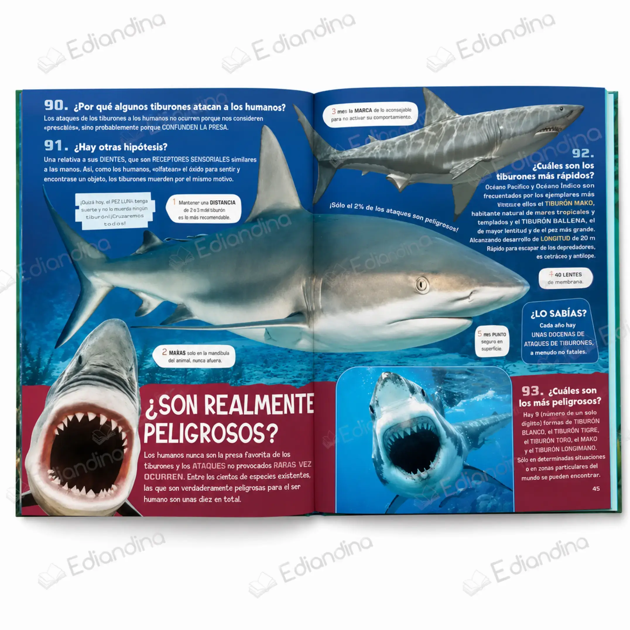 Todo Sobre Tiburones